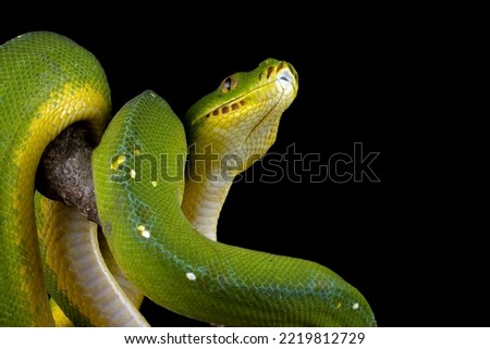 Green tree python snake on branch, Chondropython viridis snake closeup with black background, Indonesian Morelia viridis snake, Morelia azurea pulcher Timika