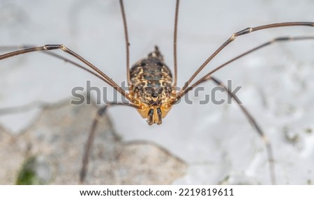 Close up macro shot of amazon spider (cross spider, Araneus diadematus) sitting on spider web