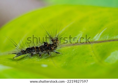 Hairy Caterpillar walking on a leaf