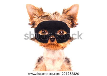 super hero puppy dog wearing a black mask