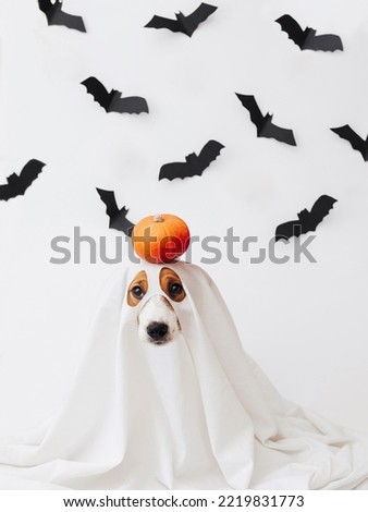 Dog in ghost costume on a white background with black paper bats. Cute Halloween ghost dog with a pumpkin on his head