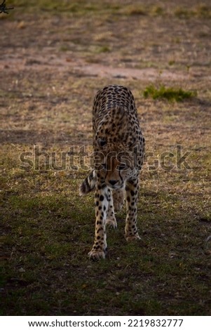 Wildlife in Masai Mara National Reserve, Kenya, Africa