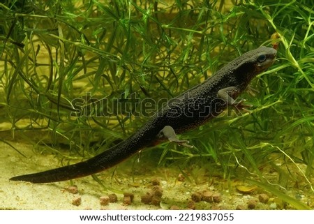 Closeup on an aquatic adult female Japanese firebellied newt, Cynops pyrrhogaster underwater