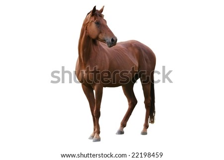 Handsome brown horse isolated on white background