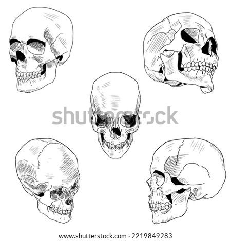 Human skull from different angles. Vector illustrations isolated on a white background. Hand-drawn style.