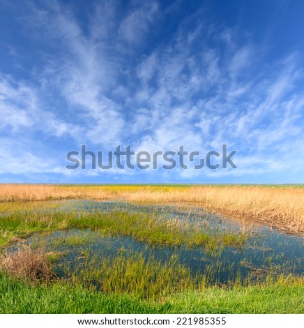 Flooded meadow in nice spring day