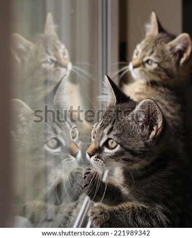 Two tabby kittens are reflected to play in a window pane.