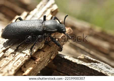 Close-up picture of large black Pinacate Beetle on wood. Antennae, legs and eyes visible.
