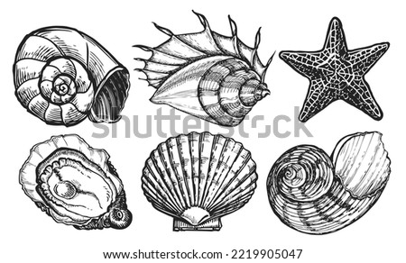 Sea animals set. Seashell sketch. Starfish, mussel, ocean shell. Marine concept. Underwater world illustration