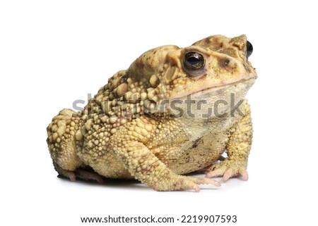toad isolated on white,in thailand.