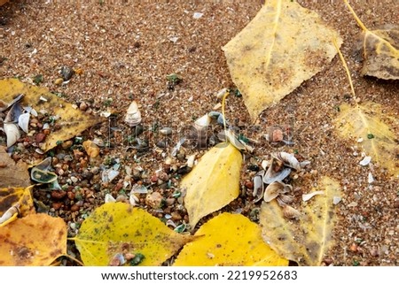 Shards of seashells on the sand on the beach close up