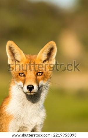 Red Fox in A Nature Background in A National Park