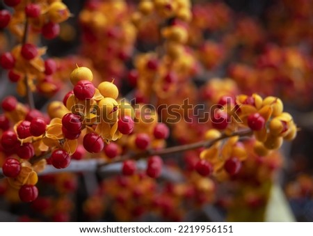  Oriental bittersweet nice branch of tree with autumn leaves and berries, close up macro and nature Royalty-Free Stock Photo #2219956151