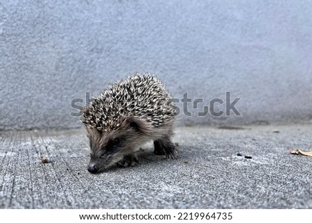 Hedgehog portrait in a clear background
