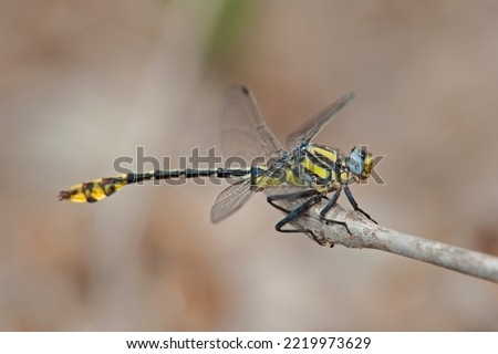 USA, Texas, Hidalgo County. Male tamaulipan clubtail dragonfly on stick. Royalty-Free Stock Photo #2219973629