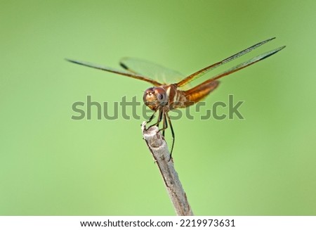 USA, Texas, Hidalgo County. Male slough amberwing on stick. Royalty-Free Stock Photo #2219973631