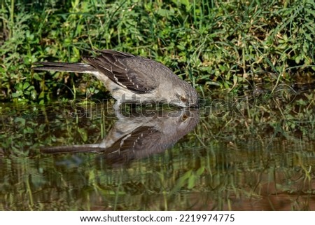 Northern mockingbird drinking from small pond in the desert. Rio Grande Valley, Texas