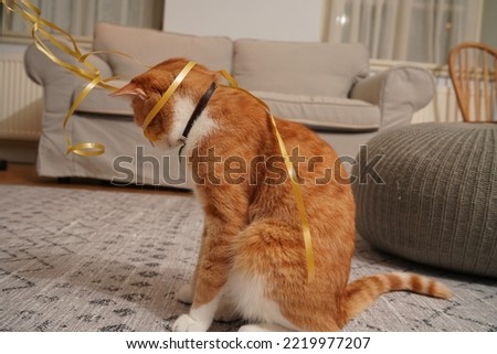 orange cute cat at home