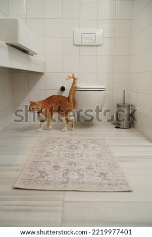 photo of carpet in the toilet