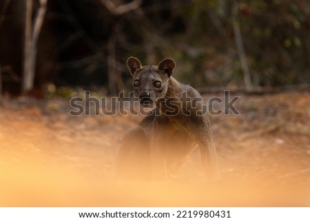 Wild fossa in Madagascar. The apex predator in Madagascar. Rare animal in the forest. 