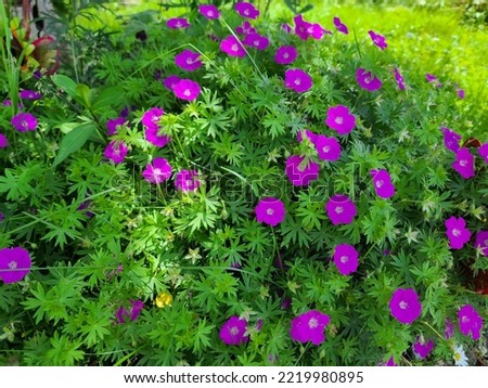 A closeup of bright purple pansies blooming in a garden.
