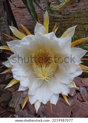 Dragon fruit flowers bloom in the morning in the yard, OCTOBER 2022
