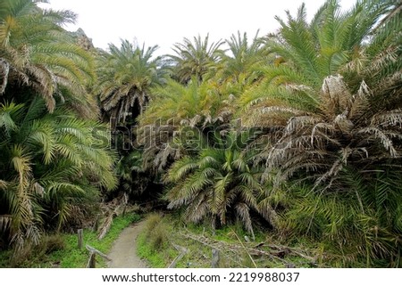 A palm forest (Cretan Date palm tree) in Crete, in a natural position Royalty-Free Stock Photo #2219988037