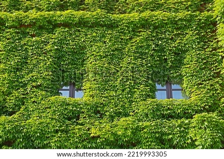building entwined with green vine (virginia creeper) - nature takes over the city Royalty-Free Stock Photo #2219993305