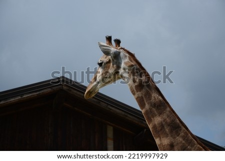 giraffe walking on a summer day