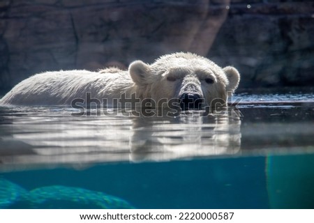 polar bear at san diego zoo Royalty-Free Stock Photo #2220000587