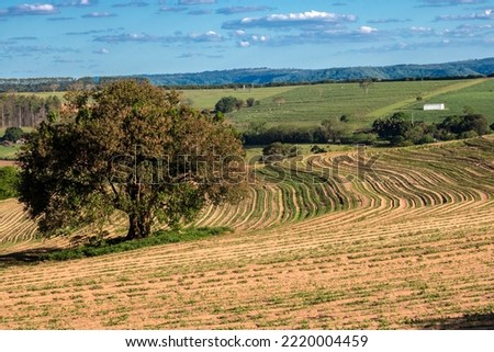 View of a peanut plantation on a farm in the rural area in Sao Paulo state; The region is one of the largest producers of this legume in Brazil