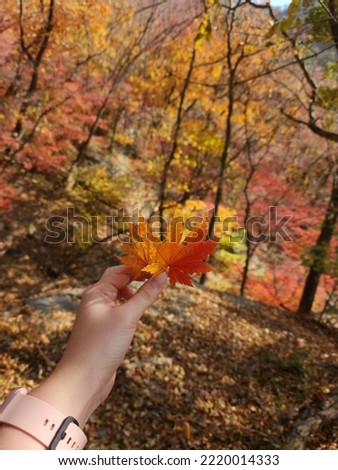 red autumn leaf on the background of the autumn landscape