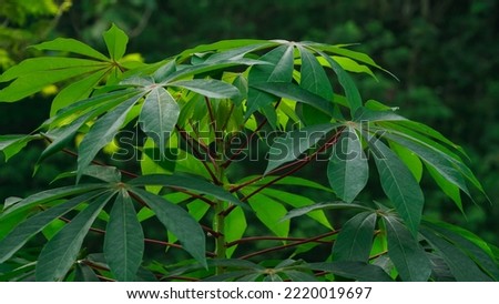Cassava leaves with young leaf shoots that contain many benefits for the human body - Manihot esculenta Leaves