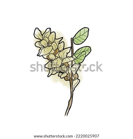 Acacia flowers and leaves Watercolor isolated on white background. Drawing by hand.