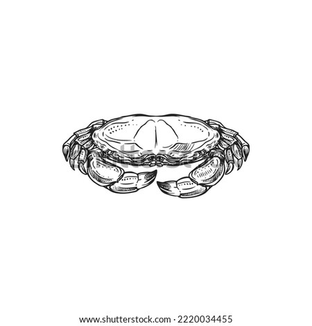 Underwater crab isolated marine animal monochrome sketch icon. Vector crustacean with claws and shell, seafood, exotic food. Fresh or boiled, swimming crab with thick exoskeleton and pair of pincers
