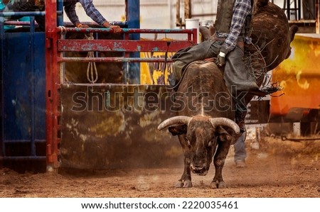 Cowboy riding a bucking wild bull at an Australian country rodeo Royalty-Free Stock Photo #2220035461