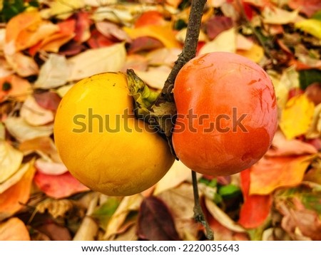 Ripe Kaki - Persimmon fruits in autumn with beautiful autumn leaf background . Harvesting Persimmon fruits.
