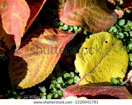picturesque bright multicolored autumn leaves on the ground illuminated by the sun, macro, soft focus, narrow focus area