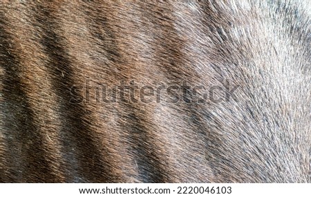 Close up of ribs of a horse 