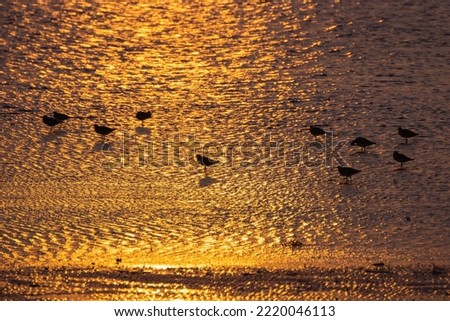 Superb view by the sea, bird sunset reflection