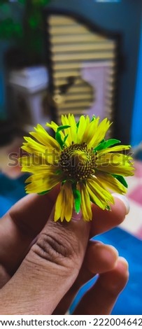 Flower picture from farm. Sunflower photos.