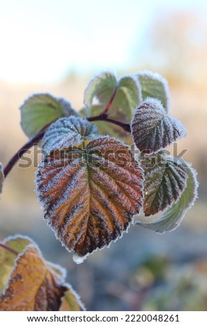 Frozen beauty of nature in the morning
