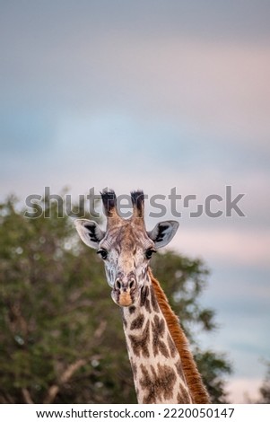 Giraffe standing in the wild of the country Tanzania, East Africa