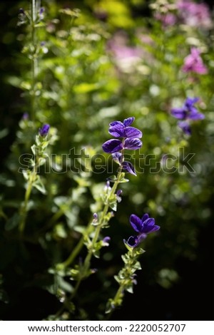 Picture Of A Purple Flower With Sun