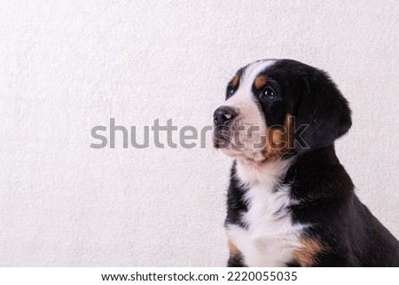 a puppy of a large Swiss mountain dog on a white background..place for text