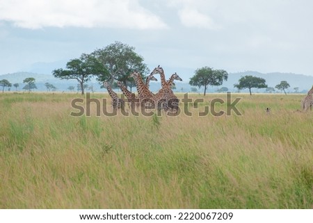 Giraffes standing in the wild of the country Tanzania, East Africa