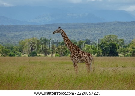 Giraffes standing in the wild of the country Tanzania, East Africa