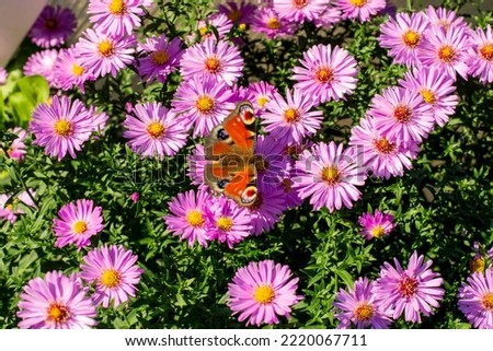 Aglais io or  the European peacock butterfly sitting on the blooming Symphyotrichum novi-belgii flowers or New York aster.
