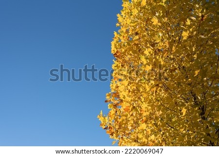 Tree pictures with autumn colours. 