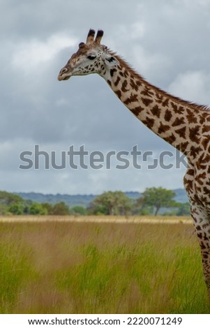 Giraffe standing in the wild of the country Tanzania, East Africa